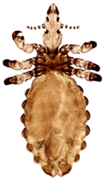 Haematopinus