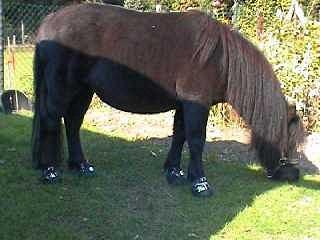 Ingrids pony op hoefschoenen