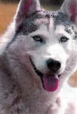Husky