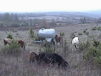 ecologische paardenwei in Frankrijk