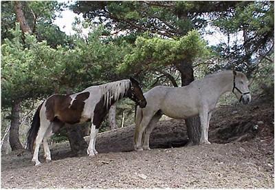 pony's in de schaduw
