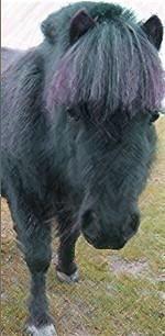Shetlander