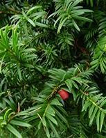 Taxus