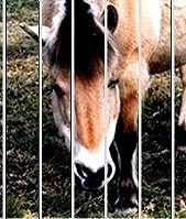 Paard achter tralies