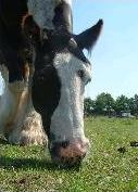 Tess, nog steeds spoorloos